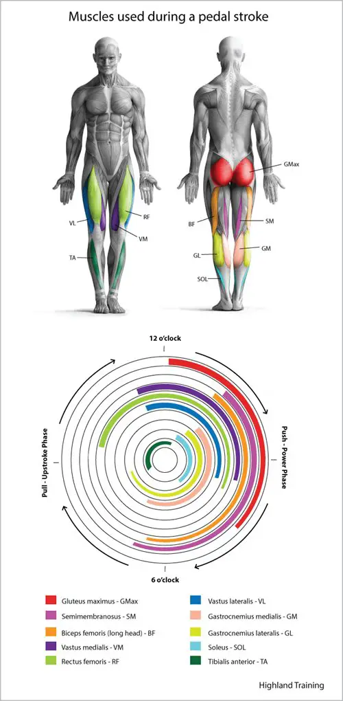 Leg muscles used riding a bike.