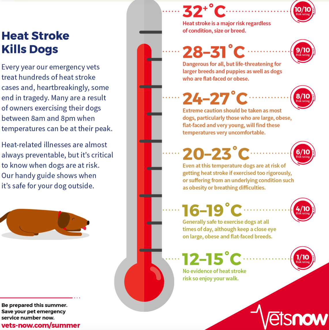 Vets Now Heatstroke Infographic