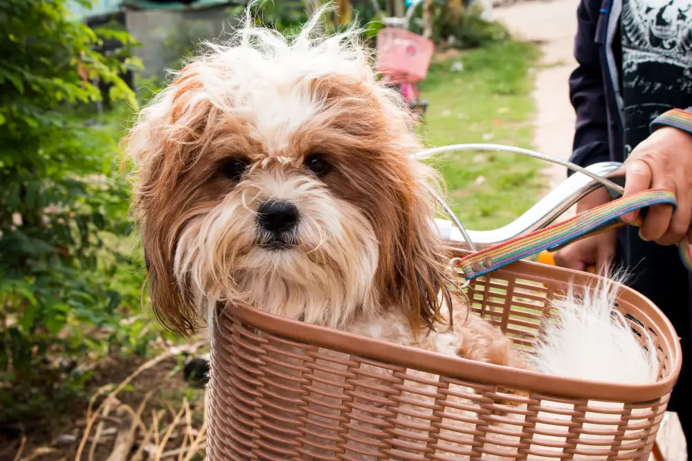 How to Take Your Dog On An Electric Bike- Big or Small